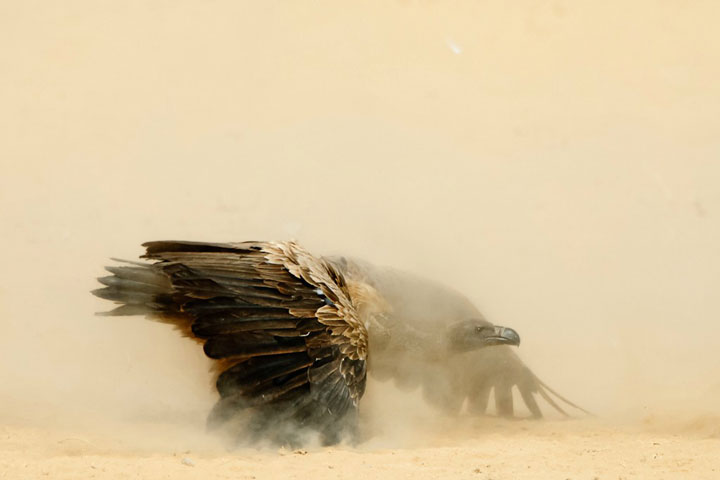 27-photographies-bluffantes-qui-ont-ete-primees-au-wildlife-photographer-201322