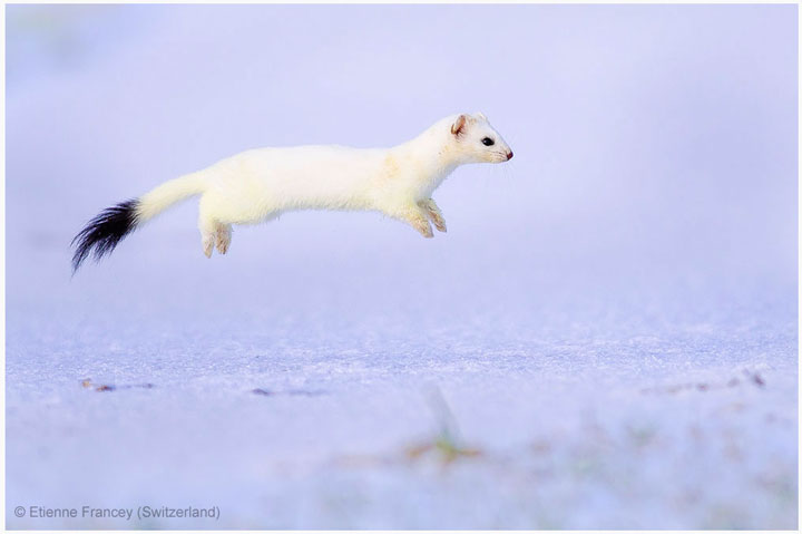 27-photographies-bluffantes-qui-ont-ete-primees-au-wildlife-photographer-201323