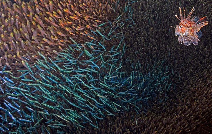 27-photographies-bluffantes-qui-ont-ete-primees-au-wildlife-photographer-201325