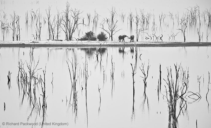 27-photographies-bluffantes-qui-ont-ete-primees-au-wildlife-photographer-20138