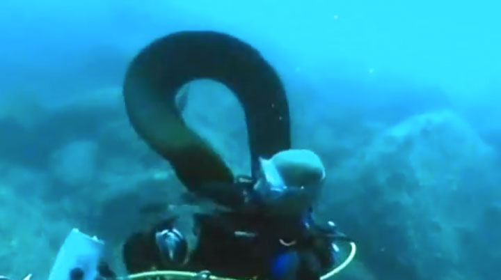 assistez-a-l-incroyable-demonstration-d-amitie-d-une-murene-envers-un-plongeur1