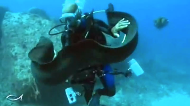 assistez-a-l-incroyable-demonstration-d-amitie-d-une-murene-envers-un-plongeur4