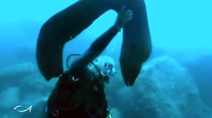 assistez-a-l-incroyable-demonstration-d-amitie-d-une-murene-envers-un-plongeur5