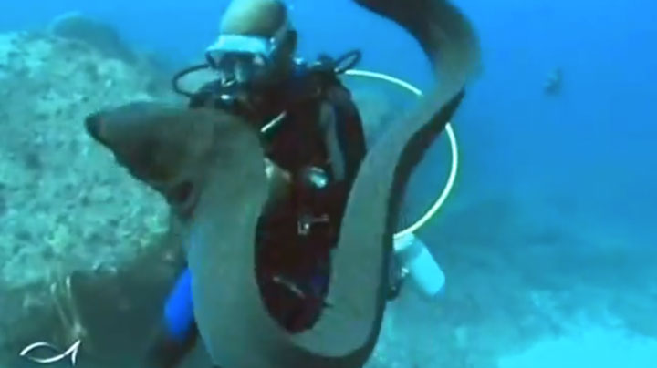 assistez-a-l-incroyable-demonstration-d-amitie-d-une-murene-envers-un-plongeur6