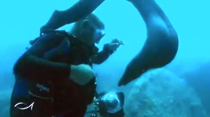 assistez-a-l-incroyable-demonstration-d-amitie-d-une-murene-envers-un-plongeur7
