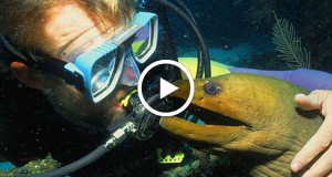 assistez-a-lincroyable-demonstration-damitie-dune-murene-envers-un-plongeur-une
