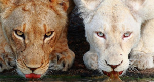 decouvrez-les-curiosites-du-regne-animal-avec-37-somptueux-animaux-albinos-une