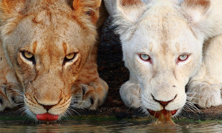 decouvrez-les-curiosites-du-regne-animal-avec-37-somptueux-animaux-albinos-une