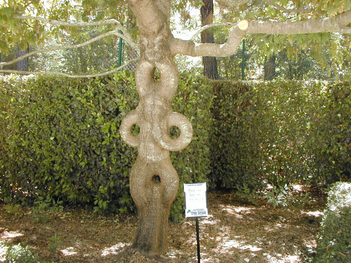 decouvrez-les-jardins-les-plus-etranges-et-les-plus-magnifiques-jardins-du-monde39