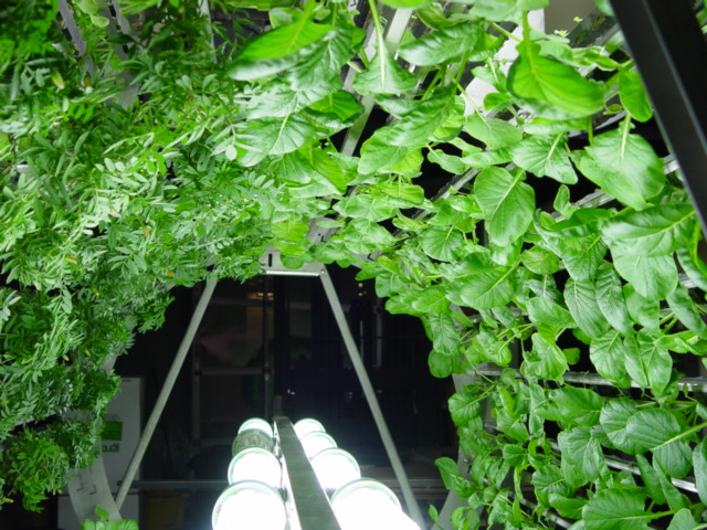 decouvrez-les-jardins-les-plus-etranges-et-les-plus-magnifiques-jardins-du-monde46