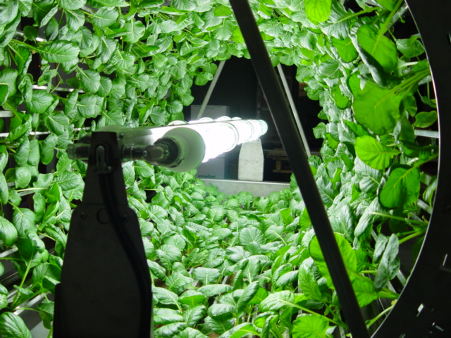 decouvrez-les-jardins-les-plus-etranges-et-les-plus-magnifiques-jardins-du-monde47