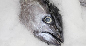 des-poissons-contamines-par-la-radioactivite-de-fukushima-vendus-dans-les-supermarches-suisse-et-dans-les-notres-une