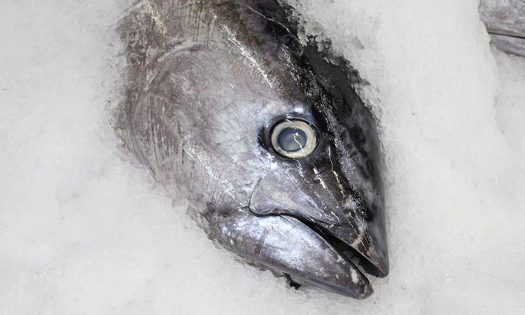 des-poissons-contamines-par-la-radioactivite-de-fukushima-vendus-dans-les-supermarches-suisse-et-dans-les-notres-une