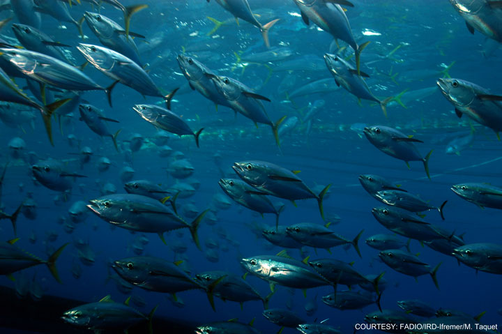 des-poissons-contamines-par-la-radioactivite-de-fukushima-vendus-dans-les-supermarches-suisse-et-dans-les-notres2