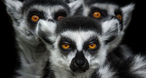 la-mysterieuse-beaute-des-animaux-capturee-par-les-saisissants-portraits-de-wolf-ademeit-une