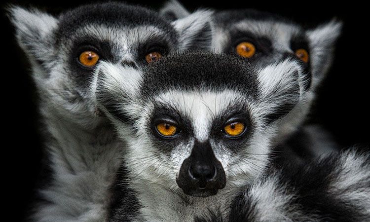 la-mysterieuse-beaute-des-animaux-capturee-par-les-saisissants-portraits-de-wolf-ademeit-une