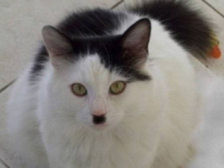 10-chats-au-pelage-etonnant15