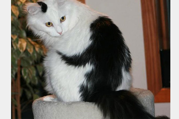 10-chats-au-pelage-etonnant19