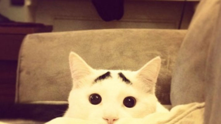 10-chats-au-pelage-etonnant3