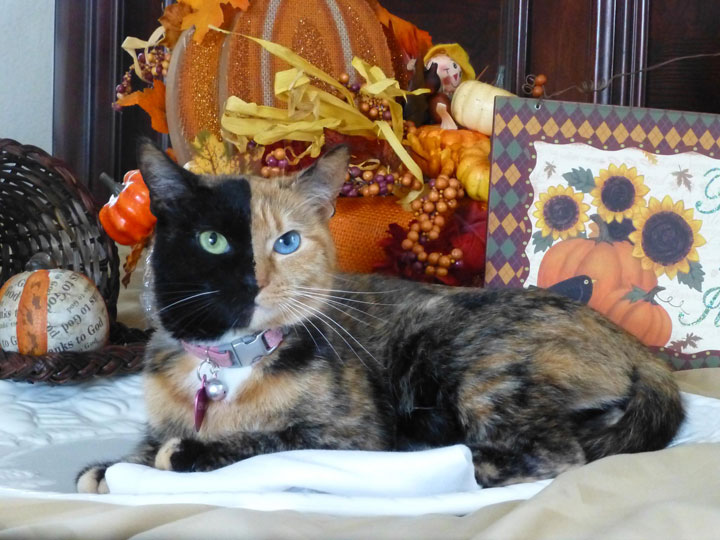 10-chats-au-pelage-etonnant5