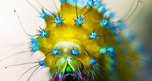 22-chenilles-etranges-et-sublimes-dont-les-couleurs-vous-emerveilleront-une