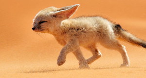 22-photographies-qui-vous-plongeront-dans-intimite-des-animaux-sauvages-une