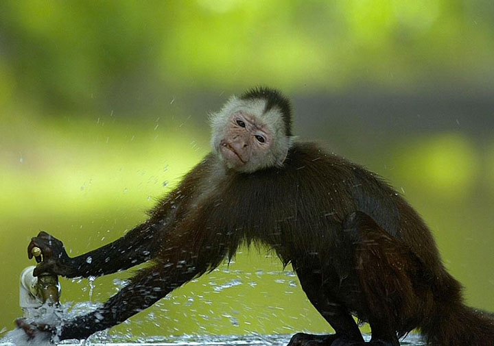 22-sublimes-photographies-danimaux-prises-durant-le-concours-national-geographic-11