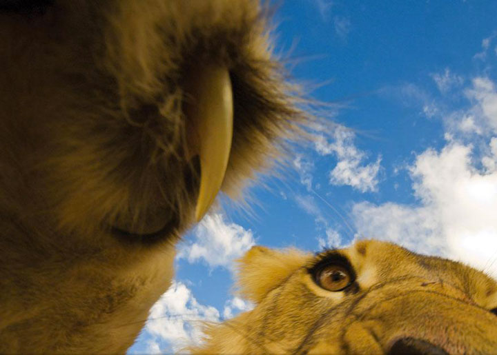 22-sublimes-photographies-danimaux-prises-durant-le-concours-national-geographic-21