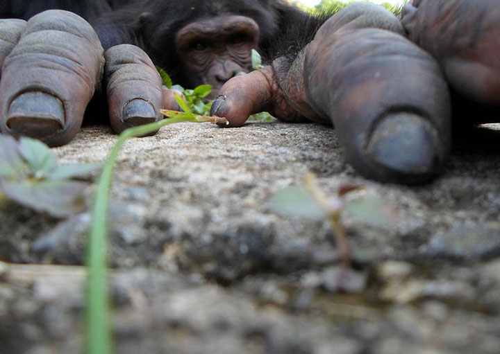 22-sublimes-photographies-danimaux-prises-durant-le-concours-national-geographic-8