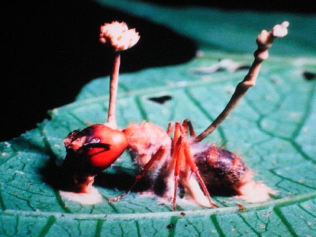 6-vertus-extraordinaires-que-possedent-les-champignons-et-qui-pourraient-bien-sauver-notre-planete-3