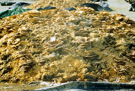 6-vertus-extraordinaires-que-possedent-les-champignons-et-qui-pourraient-bien-sauver-notre-planete-5