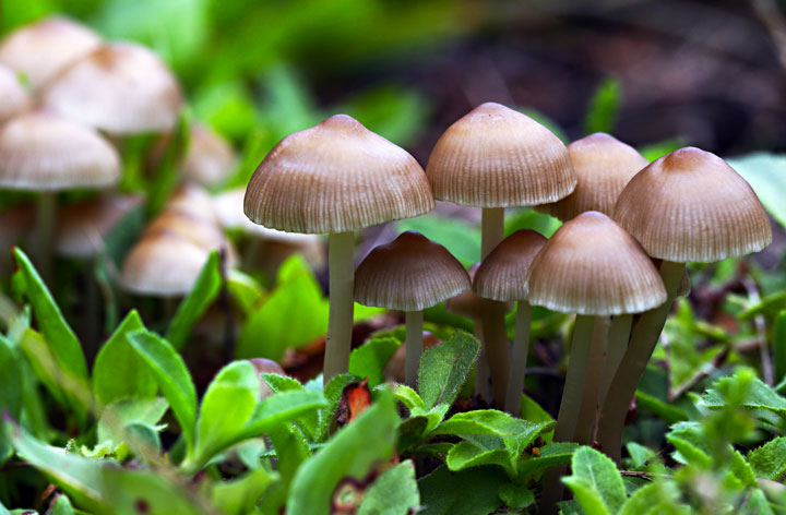 6-vertus-extraordinaires-que-possedent-les-champignons-et-qui-pourraient-bien-sauver-notre-planete-6