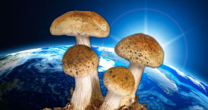 6-vertus-extraordinaires-que-possedent-les-champignons-et-qui-pourraient-bien-sauver-notre-planete-une