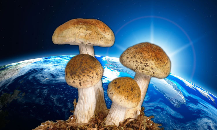 6-vertus-extraordinaires-que-possedent-les-champignons-et-qui-pourraient-bien-sauver-notre-planete-une