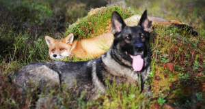 cette-jolie-amitie-entre-un-chien-et-un-renard-prouve-une-nouvelle-fois-que-les-animaux-ont-un-grand-coeur-une