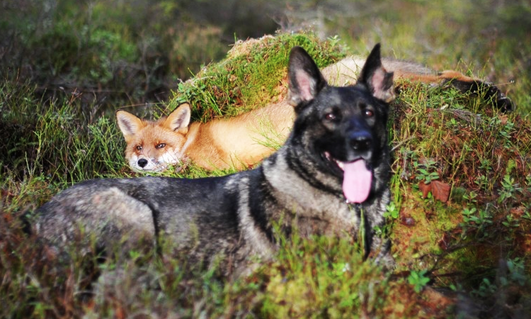cette-jolie-amitie-entre-un-chien-et-un-renard-prouve-une-nouvelle-fois-que-les-animaux-ont-un-grand-coeur-une