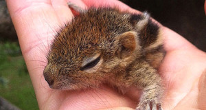 decouvrez-lemouvante-histoire-de-rob-un-bebe-ecureuil-sauve-dune-mort-certaine-par-un-homme-au-grand-coeur-une