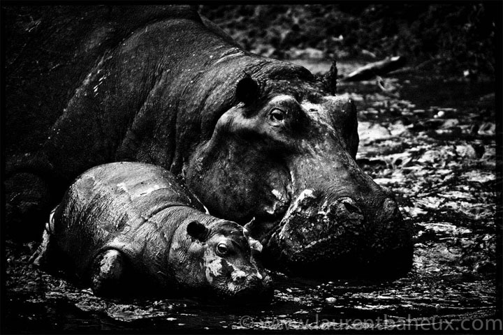 decouvrez-les-animaux-dafrique-comme-vous-ne-les-avez-jamais-vus-avec-les-exceptionnelles-photographies-de-laurent10