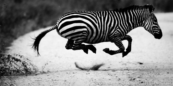 decouvrez-les-animaux-dafrique-comme-vous-ne-les-avez-jamais-vus-avec-les-exceptionnelles-photographies-de-laurent11