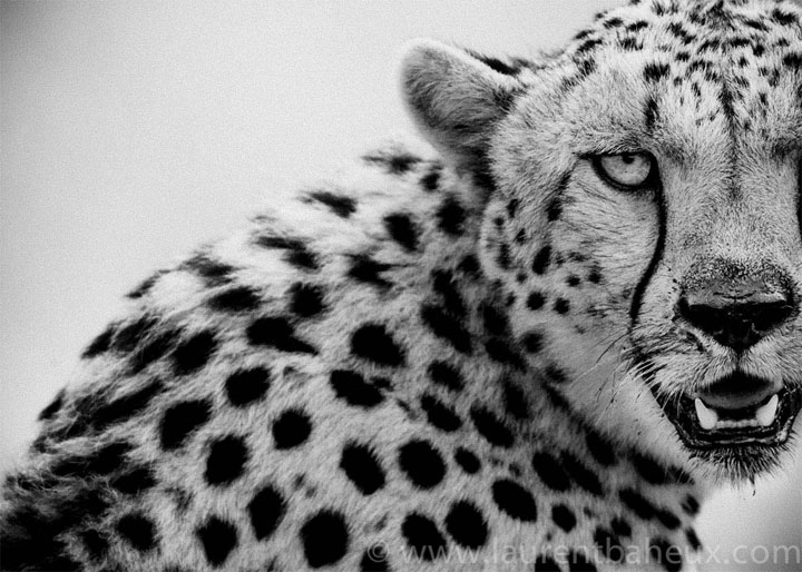 decouvrez-les-animaux-dafrique-comme-vous-ne-les-avez-jamais-vus-avec-les-exceptionnelles-photographies-de-laurent13