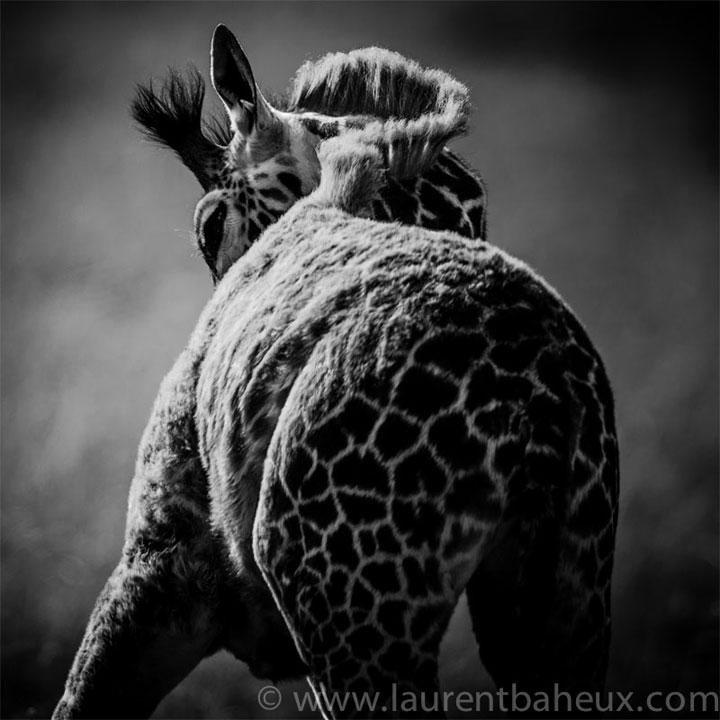 decouvrez-les-animaux-dafrique-comme-vous-ne-les-avez-jamais-vus-avec-les-exceptionnelles-photographies-de-laurent14