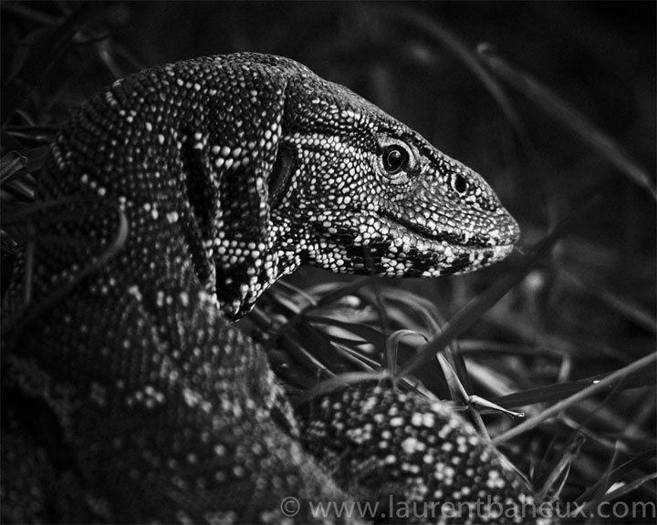 decouvrez-les-animaux-dafrique-comme-vous-ne-les-avez-jamais-vus-avec-les-exceptionnelles-photographies-de-laurent15