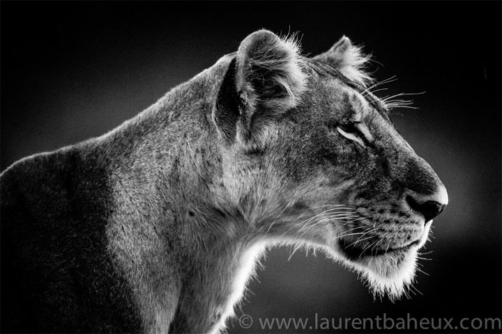 decouvrez-les-animaux-dafrique-comme-vous-ne-les-avez-jamais-vus-avec-les-exceptionnelles-photographies-de-laurent16