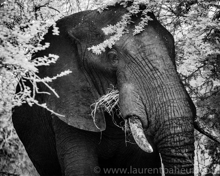 decouvrez-les-animaux-dafrique-comme-vous-ne-les-avez-jamais-vus-avec-les-exceptionnelles-photographies-de-laurent17
