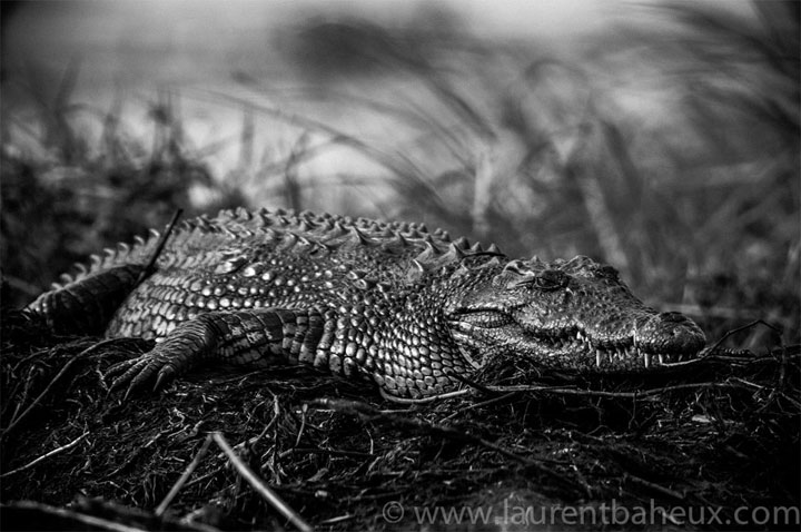 decouvrez-les-animaux-dafrique-comme-vous-ne-les-avez-jamais-vus-avec-les-exceptionnelles-photographies-de-laurent18