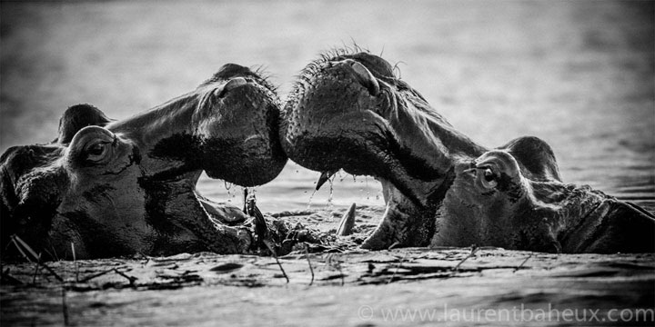 decouvrez-les-animaux-dafrique-comme-vous-ne-les-avez-jamais-vus-avec-les-exceptionnelles-photographies-de-laurent19