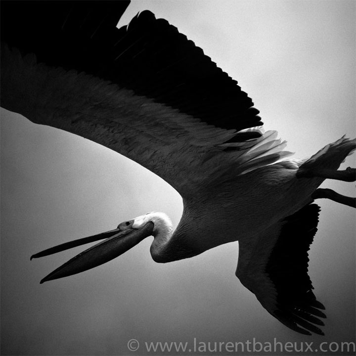 decouvrez-les-animaux-dafrique-comme-vous-ne-les-avez-jamais-vus-avec-les-exceptionnelles-photographies-de-laurent2
