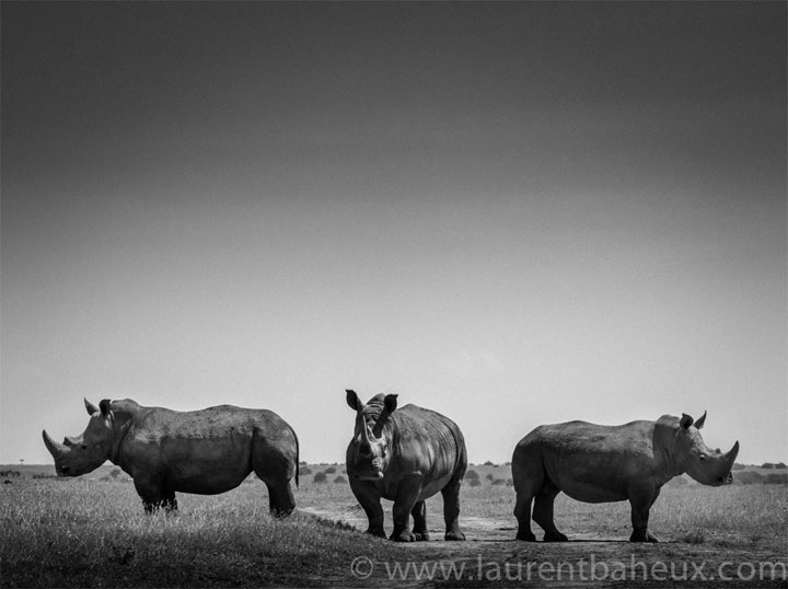 decouvrez-les-animaux-dafrique-comme-vous-ne-les-avez-jamais-vus-avec-les-exceptionnelles-photographies-de-laurent20