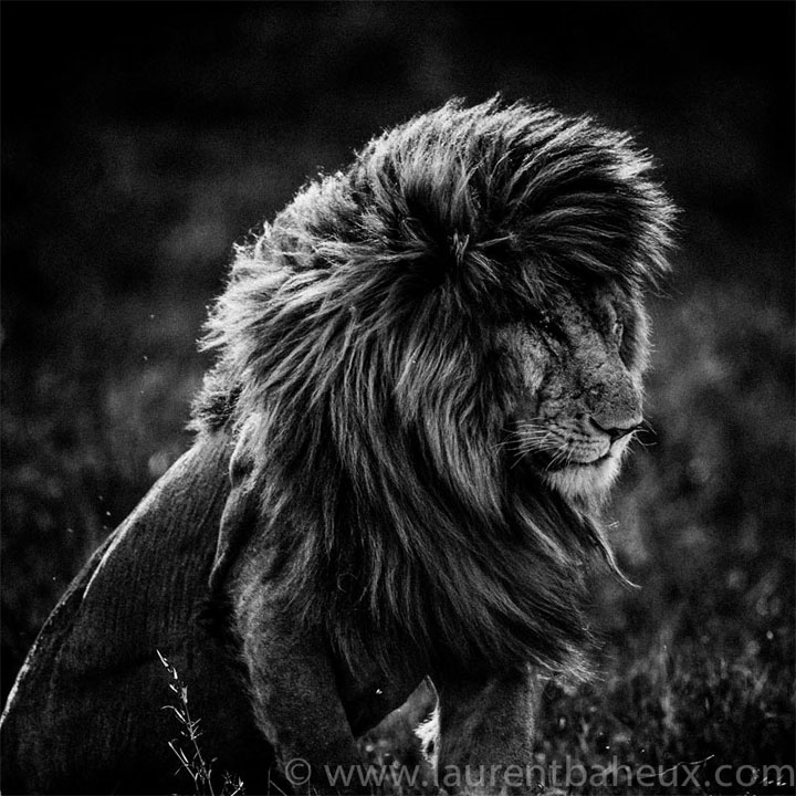 decouvrez-les-animaux-dafrique-comme-vous-ne-les-avez-jamais-vus-avec-les-exceptionnelles-photographies-de-laurent21