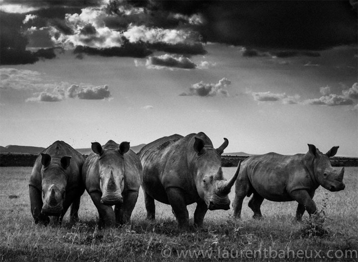 decouvrez-les-animaux-dafrique-comme-vous-ne-les-avez-jamais-vus-avec-les-exceptionnelles-photographies-de-laurent22